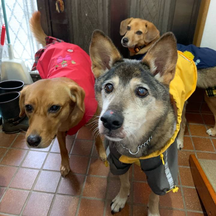 F11ce5a3 8e41 4cba 8753 7f5d63dab51f 1572315805702