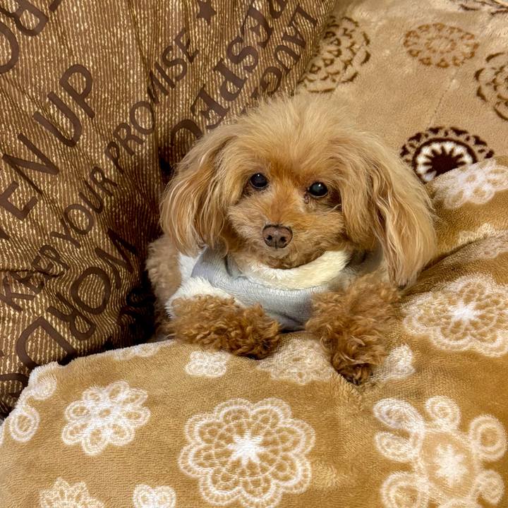 F1232c63 58c1 4a84 b64f 3840caff0d2f 1761996018229