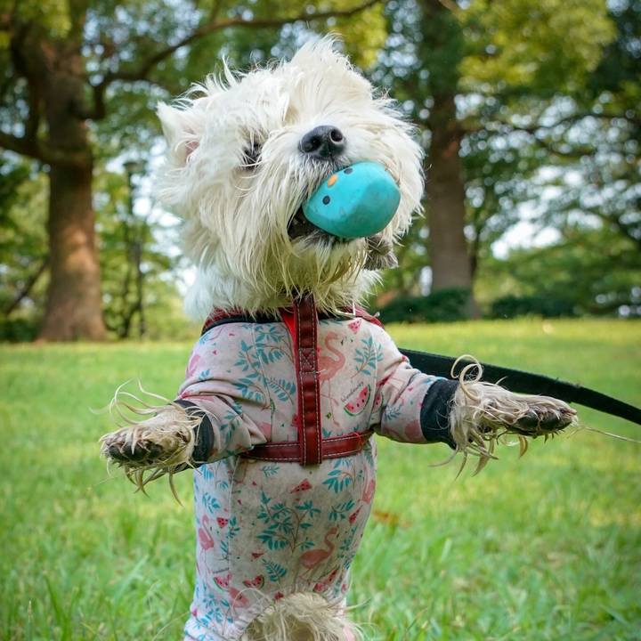 F12441db c18d 4b6b b9f6 189d46af3110 1533339618836