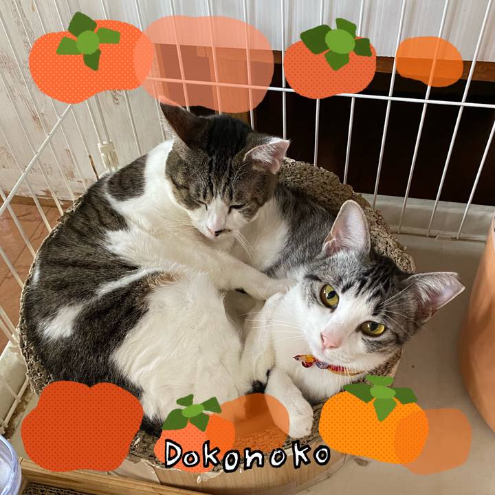 F125eecd 99b3 45f1 b563 76bacab46564 1761432822876