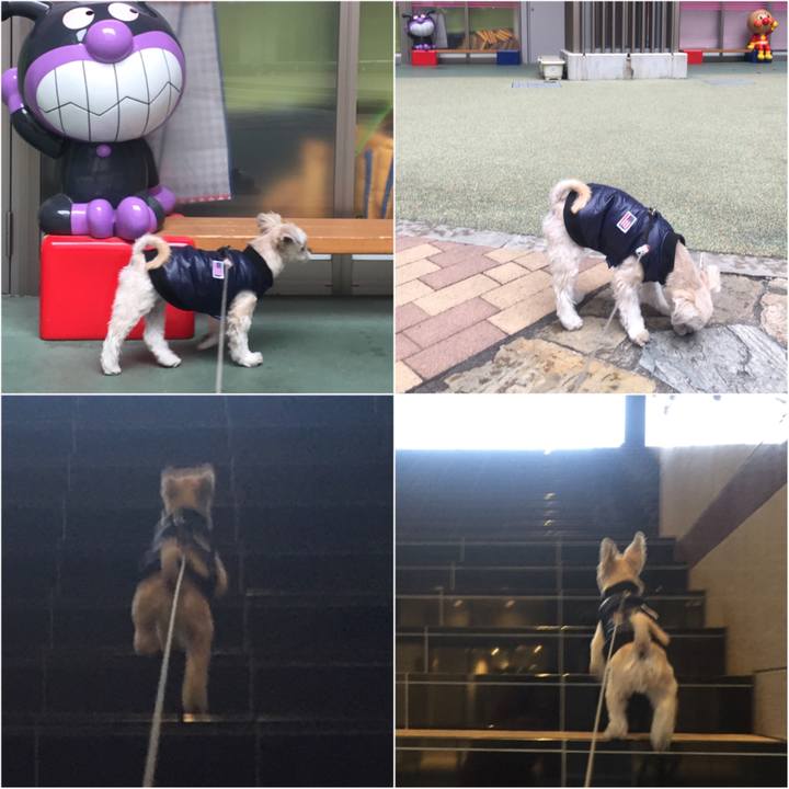 F12b0b74 4334 4c3a b518 3de616f4d552 1544936486658