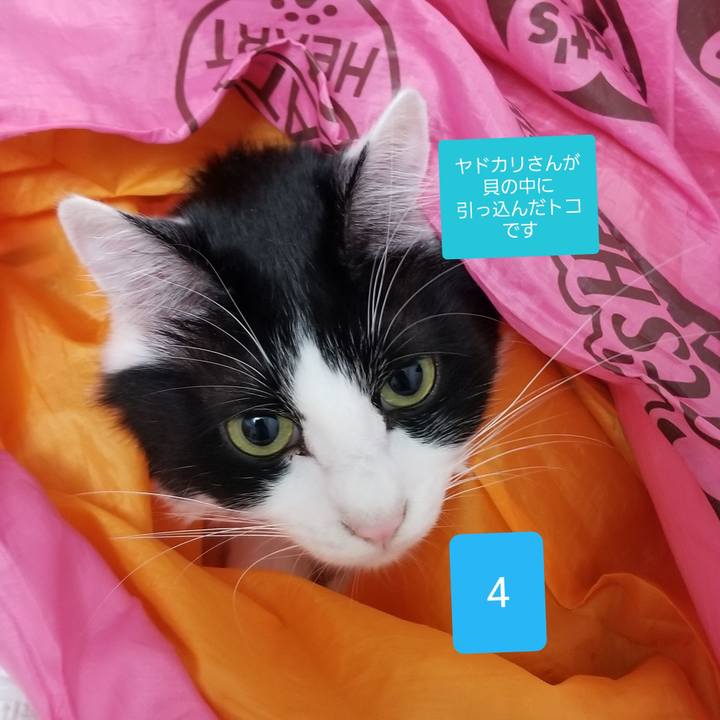 F12b4bc4 a28d 493d a6cf ca9da3277567 1544954264760