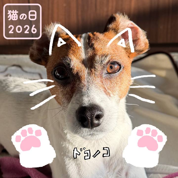 F12bdfcc d1ea 40f2 bee3 16eb8eb55144 1771750164181