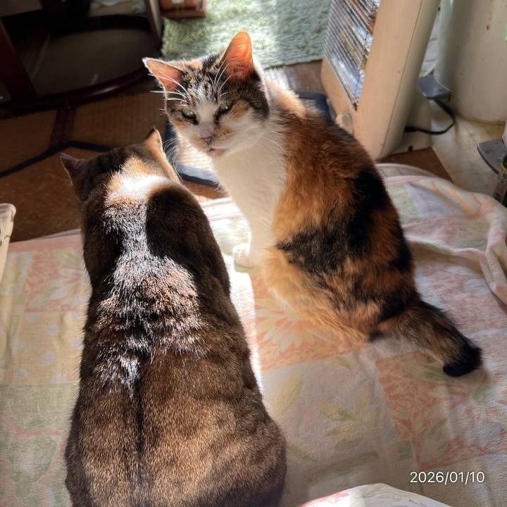 F12efee5 2754 4bf8 9e93 9d808afd416d 1768005675472