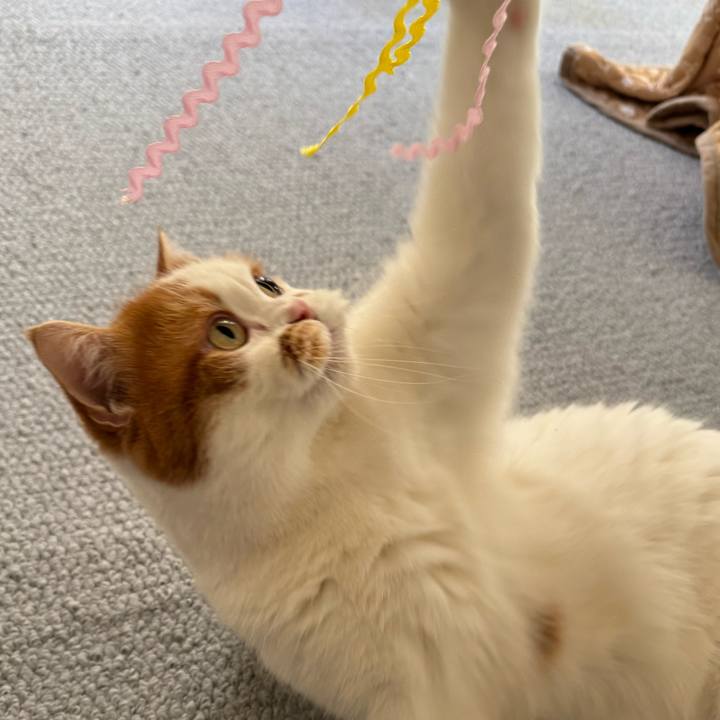 F1316813 b0f5 414e a865 306d54288259 1770002990321