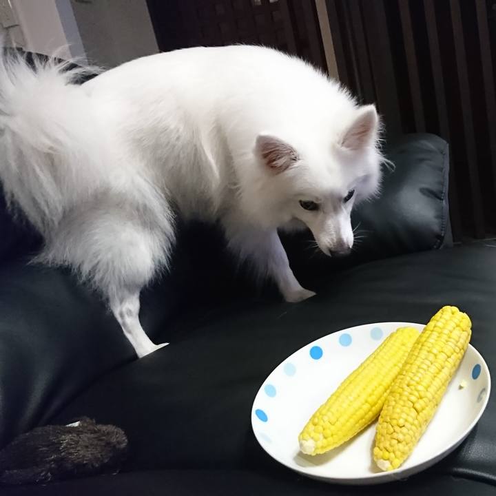 F13b85cf 6a04 40e3 8234 063bbd390f78 1531139836201