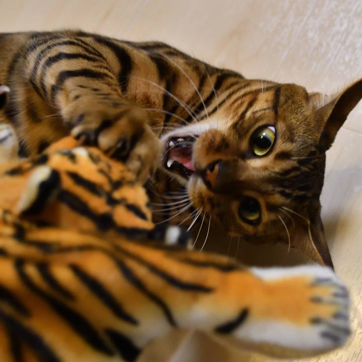 F13fcca0 fd7c 43f0 8419 d39f401ed4d3 1511965396625