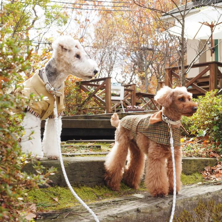 F1413eb3 7062 4b89 9e32 84f8dd9a2759 1544520416822