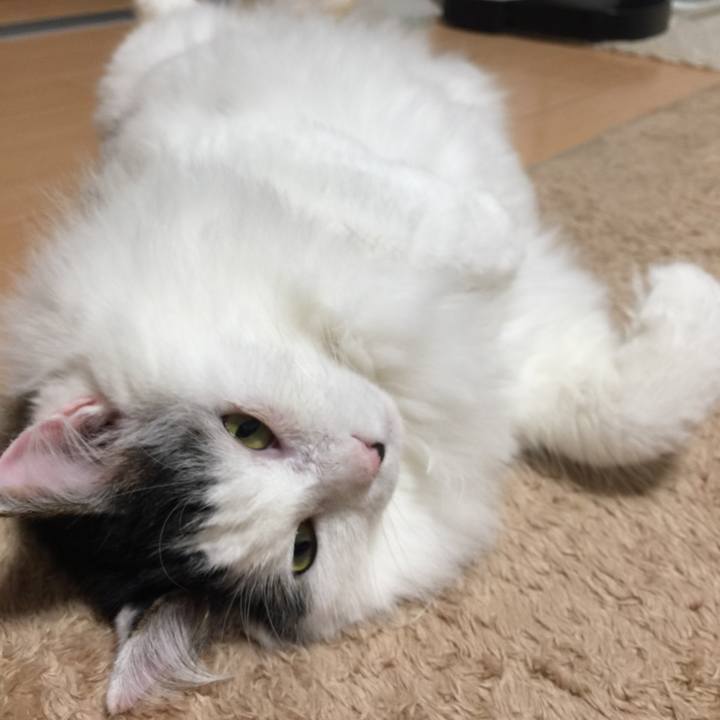 F14bfcbe 0da1 4e79 b027 deefb328a48c 1531492472863