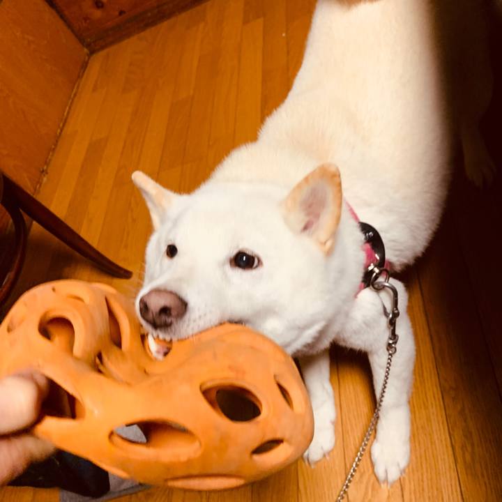 F14c4221 e7b4 4797 a7cc c6e4809125ac 1576626110038