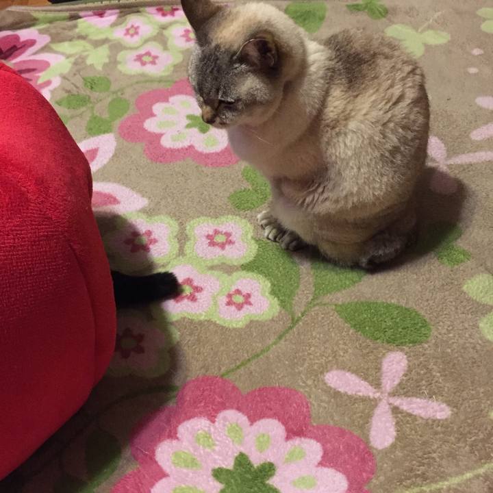 F14c890c 6ffd 481e b66a 0cc0211f2c90 1523447023838