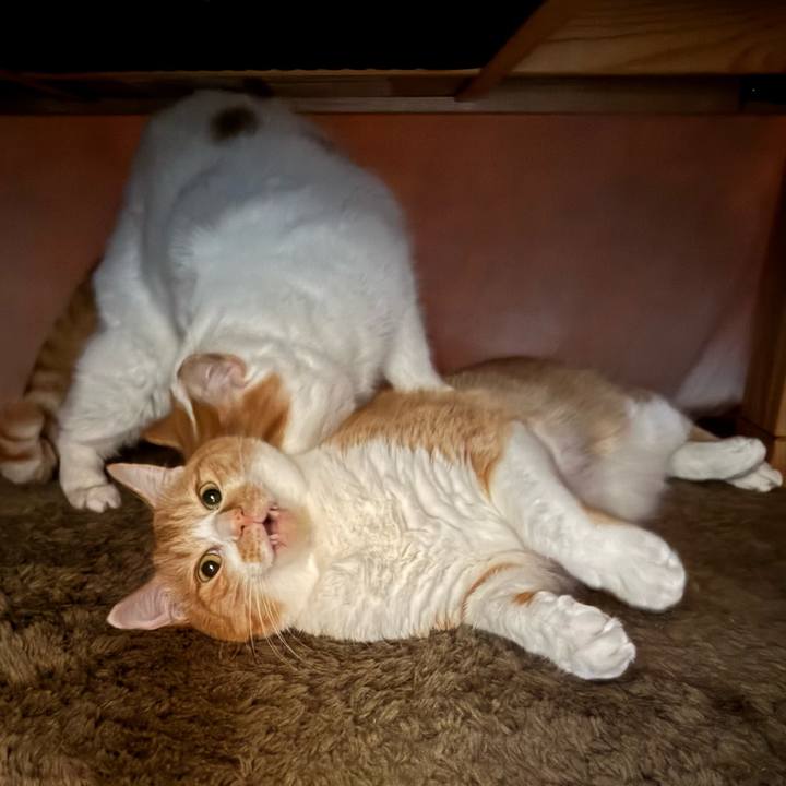 F151c9d0 c413 4a86 b064 c32e36bad817 1770457227761