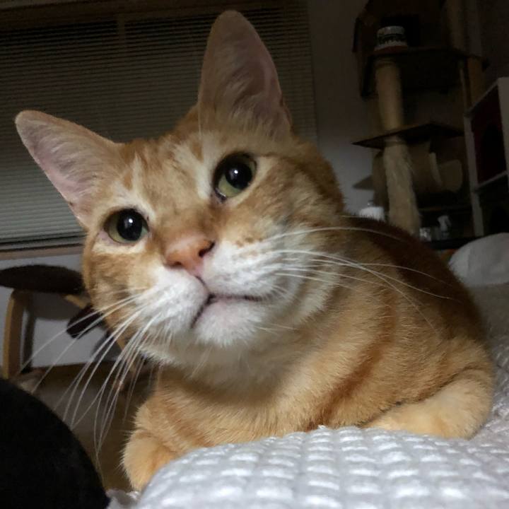 F15430a9 cd27 4ea4 acc1 a3dede43d994 1598528795181