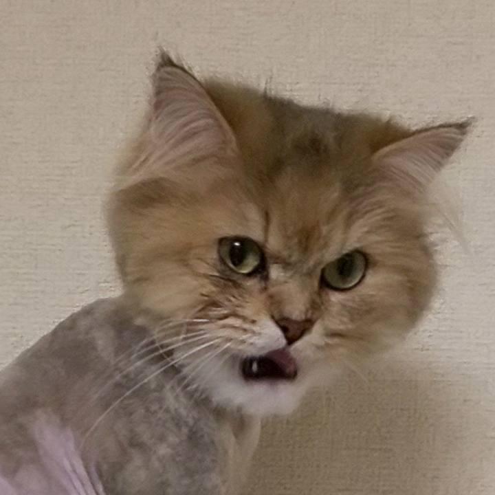 F1556a16 283f 40af b813 1f60b0a29787 1606481500181