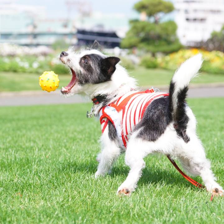 F1574ecc 4fd6 40a4 a618 b02cdc1c70d6 1529400984771