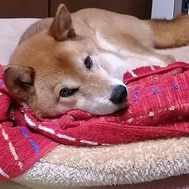 F1584e5c d812 4257 ba98 efd0008a3bef 1627046938314