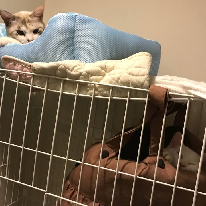 F1609ba4 c3df 4af6 831a c95ad14ec1c0 1509717278598