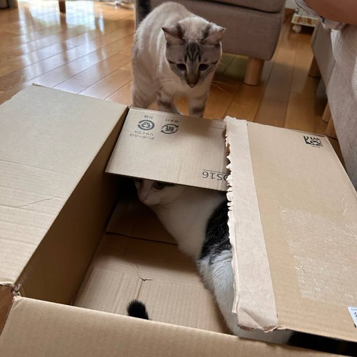 F164b0f1 0cb4 4536 a0ec ff8a75ad4cb7 1752273146566