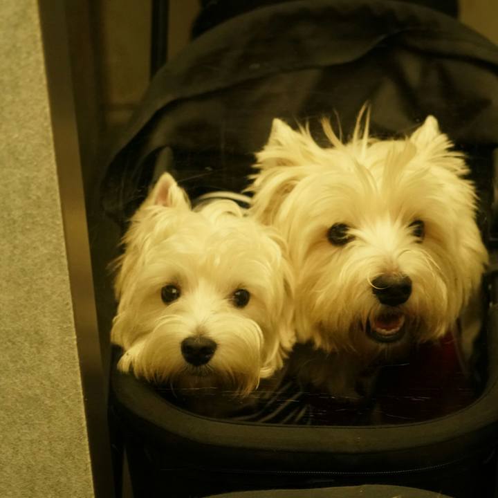 F16607c7 2d6a 415b b756 c3731e852d38 1512213700768