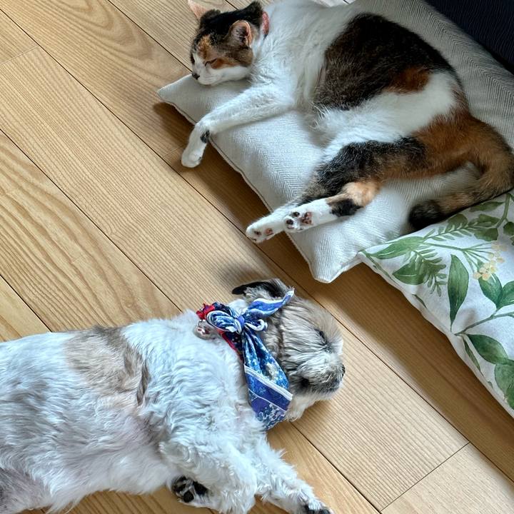 F16febeb 042d 4e21 ac50 4d6a7d41684a 1690070128628