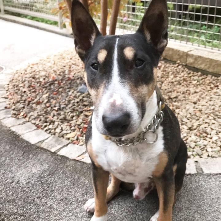 F1741afd 8511 4fc4 9b60 bbe4089e03e1 1509609685636