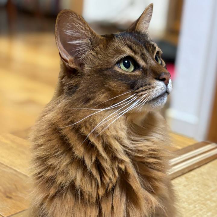 F1794e9a 0a7e 409c b2cf d4b2665f4488 1746149295076