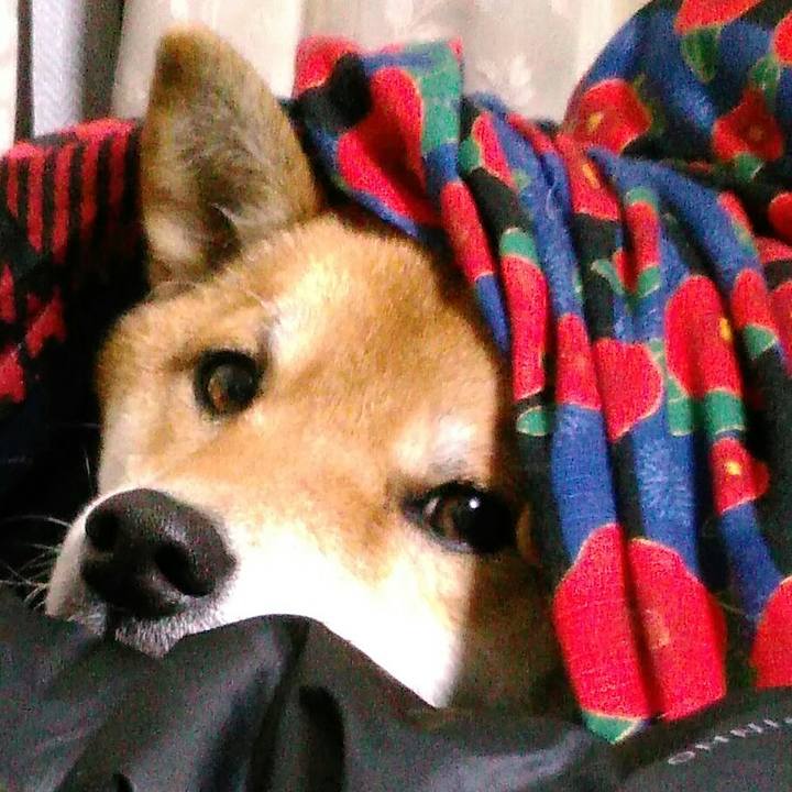 F17c23e1 cb8e 4a84 a01b b9e123dd2a61 1513507708883