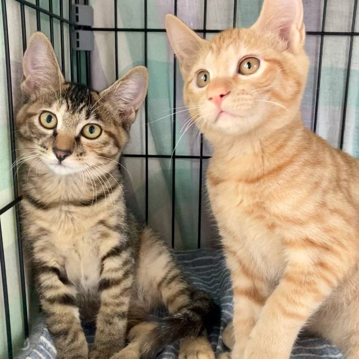 F17c8d20 13bf 4964 a45c 96c10b5a81eb 1636275215029