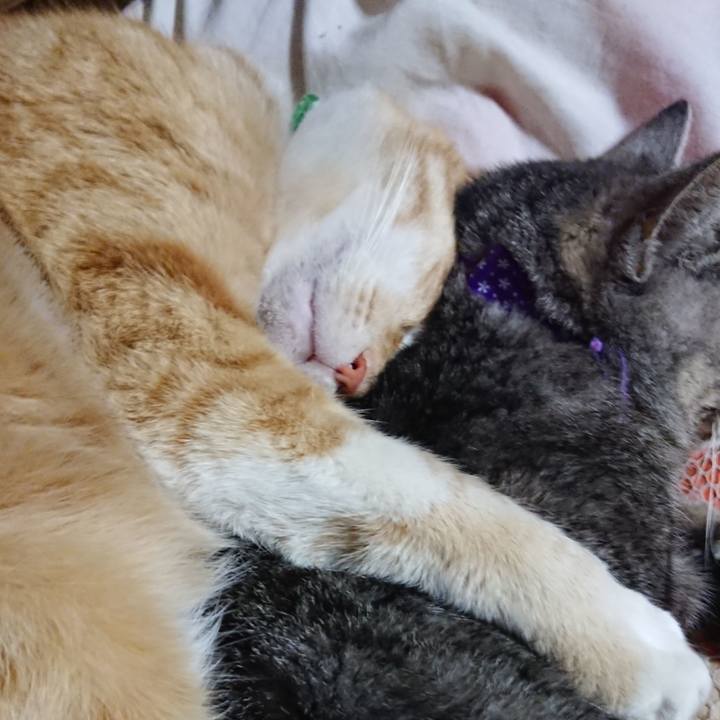 F1816a38 3e4a 4d08 86c0 71d9bef1ee98 1584190794582