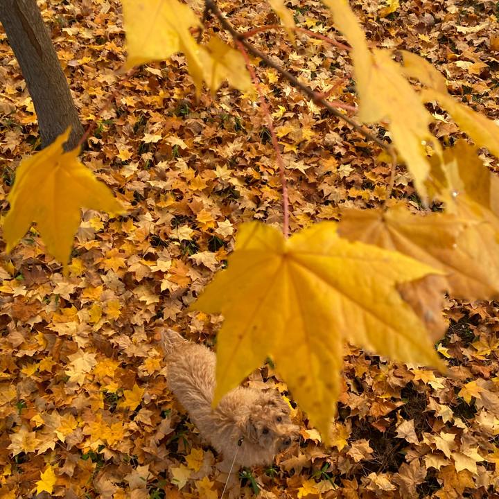 F1824d4a af3d 4cd6 adaf bc1e82857836 1635306125519