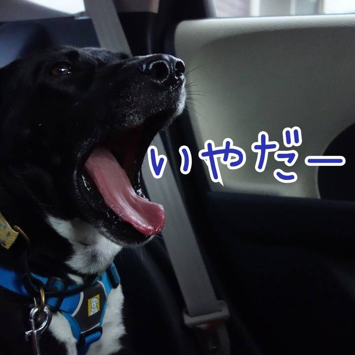 F1833d57 72da 4958 90bc 345d961cdd28 1624023223153