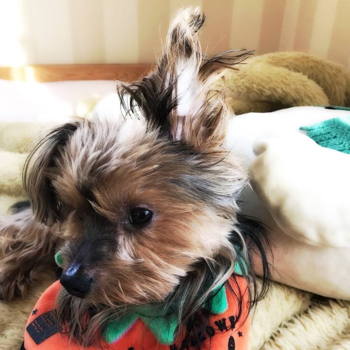 F186d8ad 6d0c 4264 b883 6a44d2c2c684 1509345091828