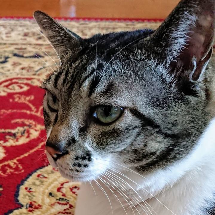 F18aebaf 0a7a 47b5 bf4e 7ea0dc3468ef 1547250866418