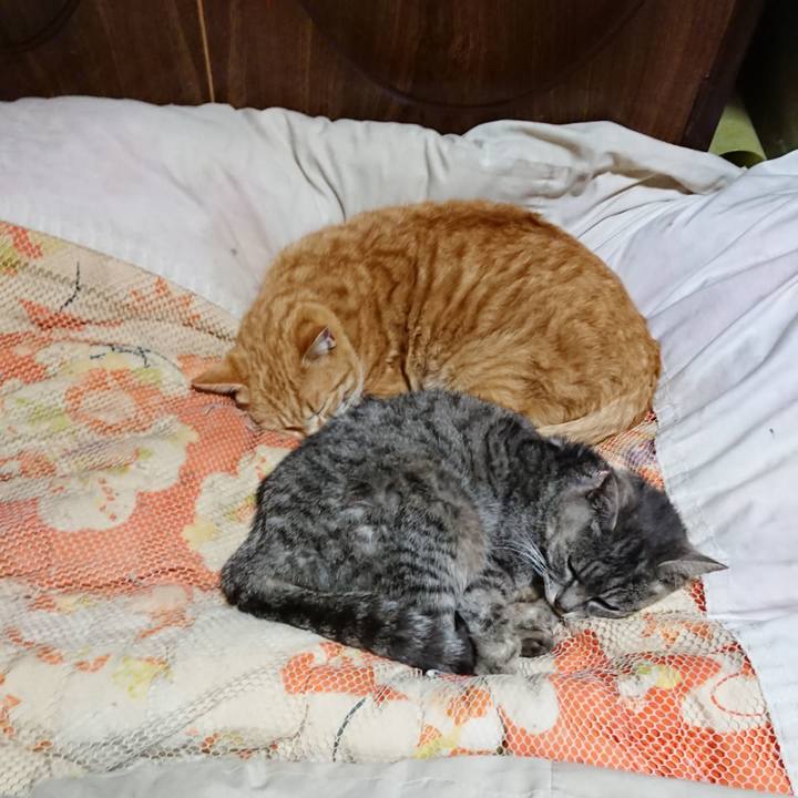 F18bb0a0 1193 4987 88e2 c3f48a356d5a 1583934765960