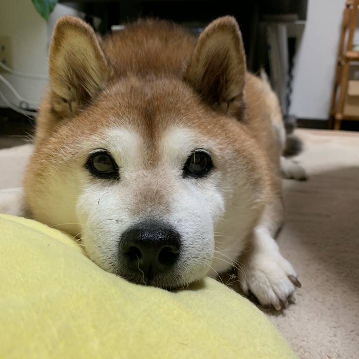 F19b1955 15ad 4540 9c20 e9b761f74900 1567511780754