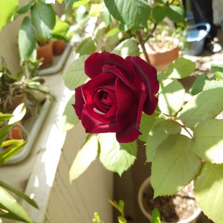 F19b9bf9 088c 4392 ac56 c554007bfa36 1590281946504