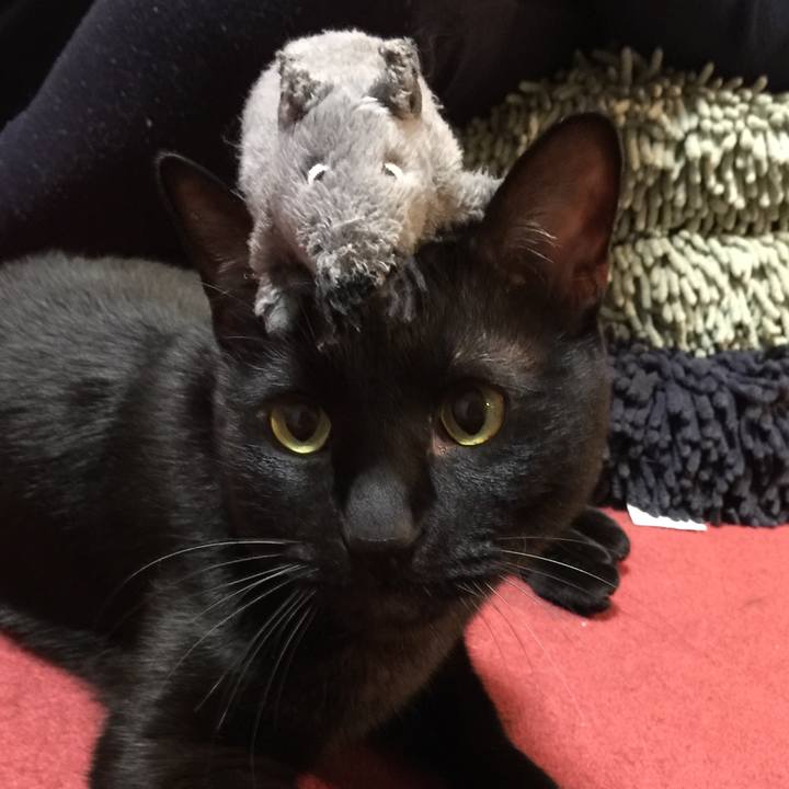 F19de990 9781 4722 9d36 4cac534e51fe 1515071163174