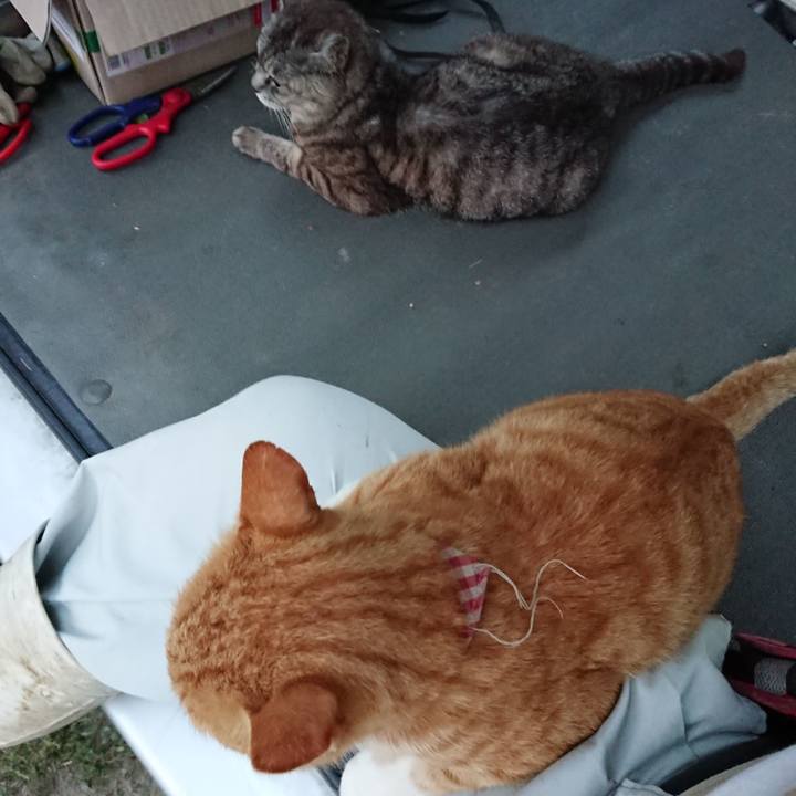 F1a962a7 dd96 4495 b953 2a5095ef9523 1566897156042