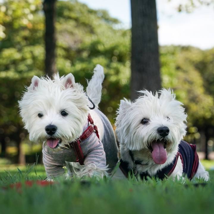 F1a96e0d 51d6 48f5 844d db81e3c07ffb 1536488584672