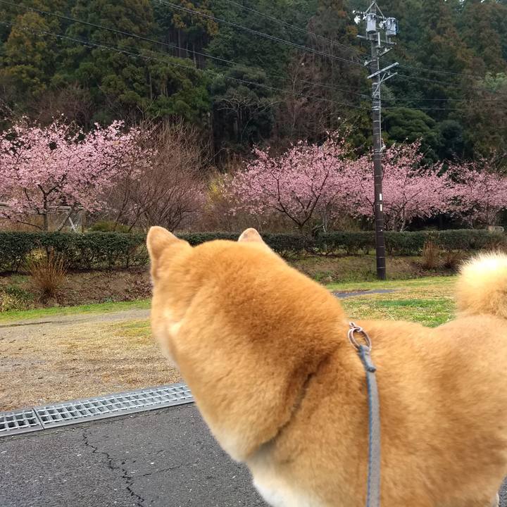 F1a976d5 7948 4935 8b8a a4f1c359f5a2 1551924843515