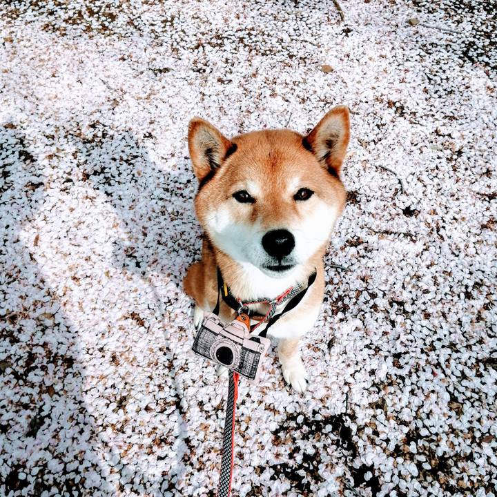 F1ac1c32 f930 4e31 8db7 c78bb689e01e 1586222108751