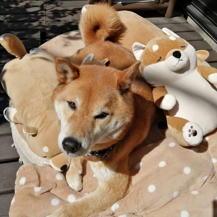 F1acc84a 4cad 4904 8565 19f80bfb7a4d 1585101924244