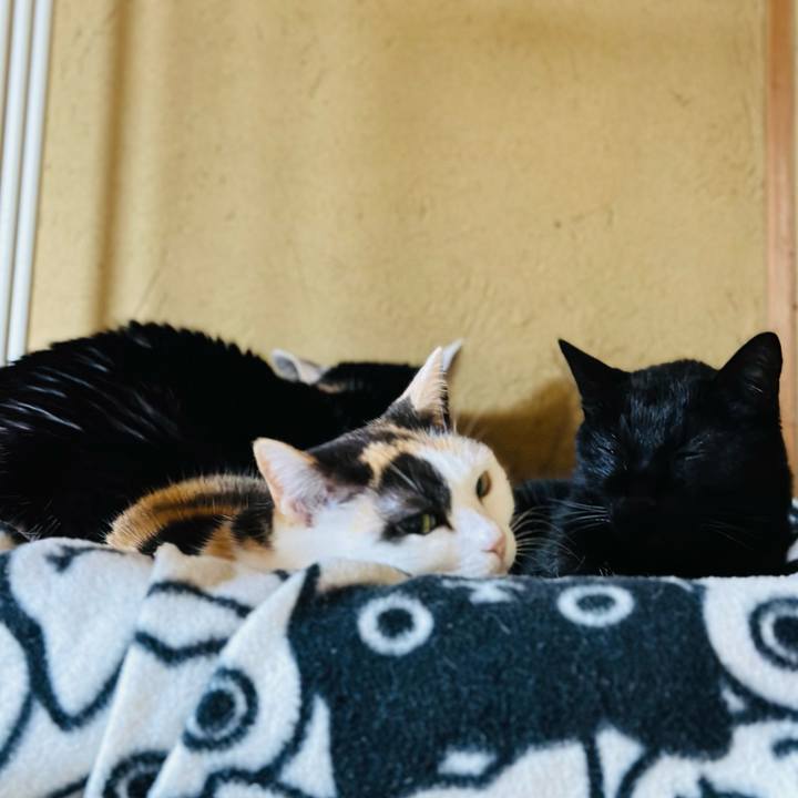 F1adbcd4 c3eb 4295 bb38 174ee34cd836 1709781713243