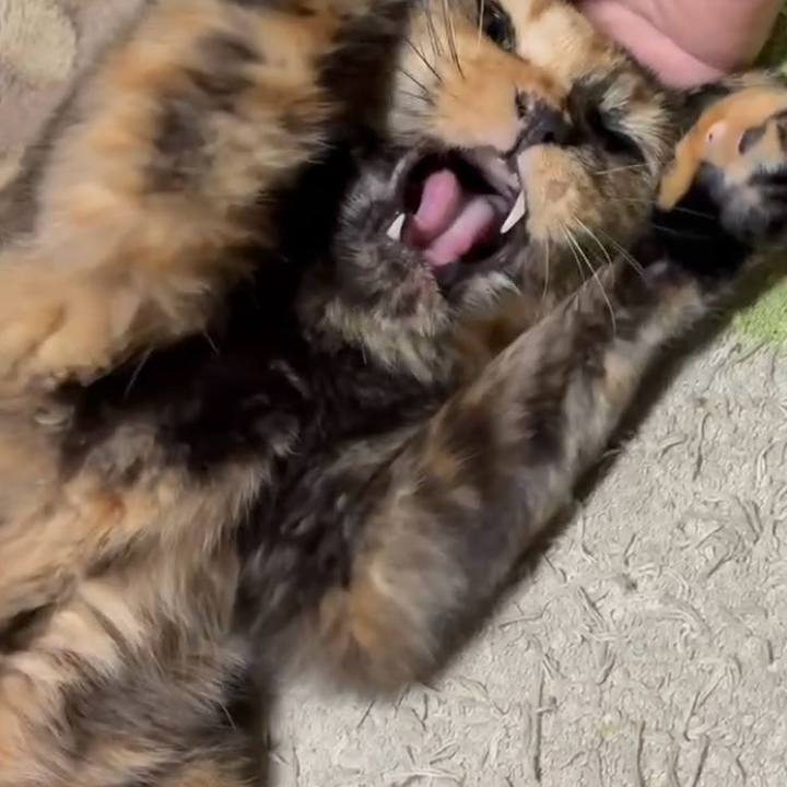 F1aecb79 cf7b 4d5e 9f5e 39cf635bf4d0 1756241116504