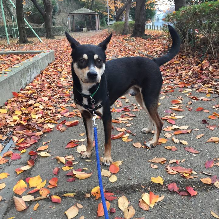 F1aecde0 f78f 40dd 8052 1beec9d7a5a5 1511928495198