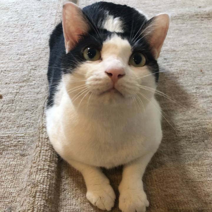 F1afc53b 7f7a 43c2 a2a9 b719ac300203 1539297017483