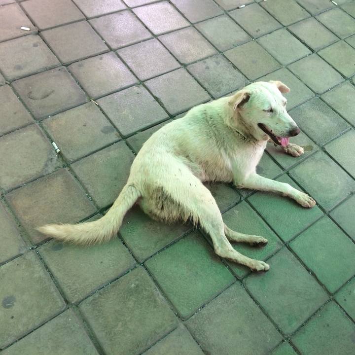 F1b00a43 d673 4c11 b4b7 a47654b0ca31 1529025837698