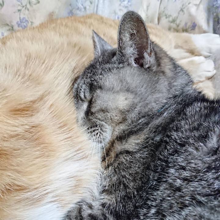 F1b4c1b9 9c33 46a9 9ce8 cc4c6d232178 1607339022848