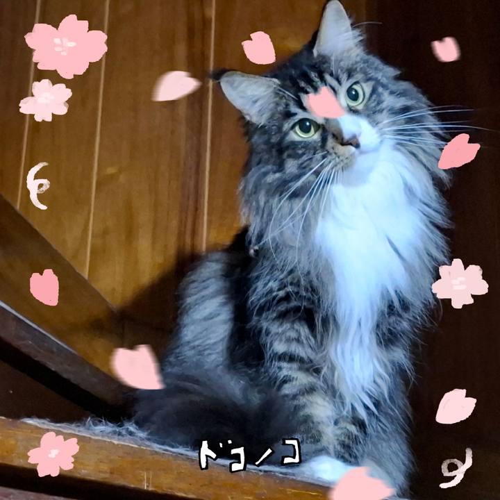 F1b52e96 86b0 4b03 bca2 88c30924478c 1744553332492