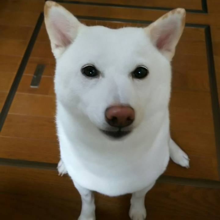 F1b58f2b 41c9 4e6d b831 e9be888c864c 1533525561730